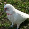 Corella at Parramatta